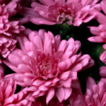 《最强大脑第三季》全程高能直播震撼来袭 mptexfnu